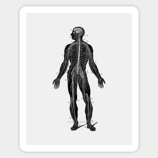 Human Lymphatic System - Vintage Anatomy Sticker